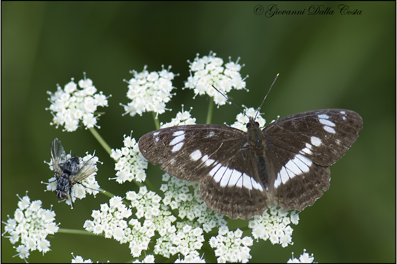 Limenitis camilla  